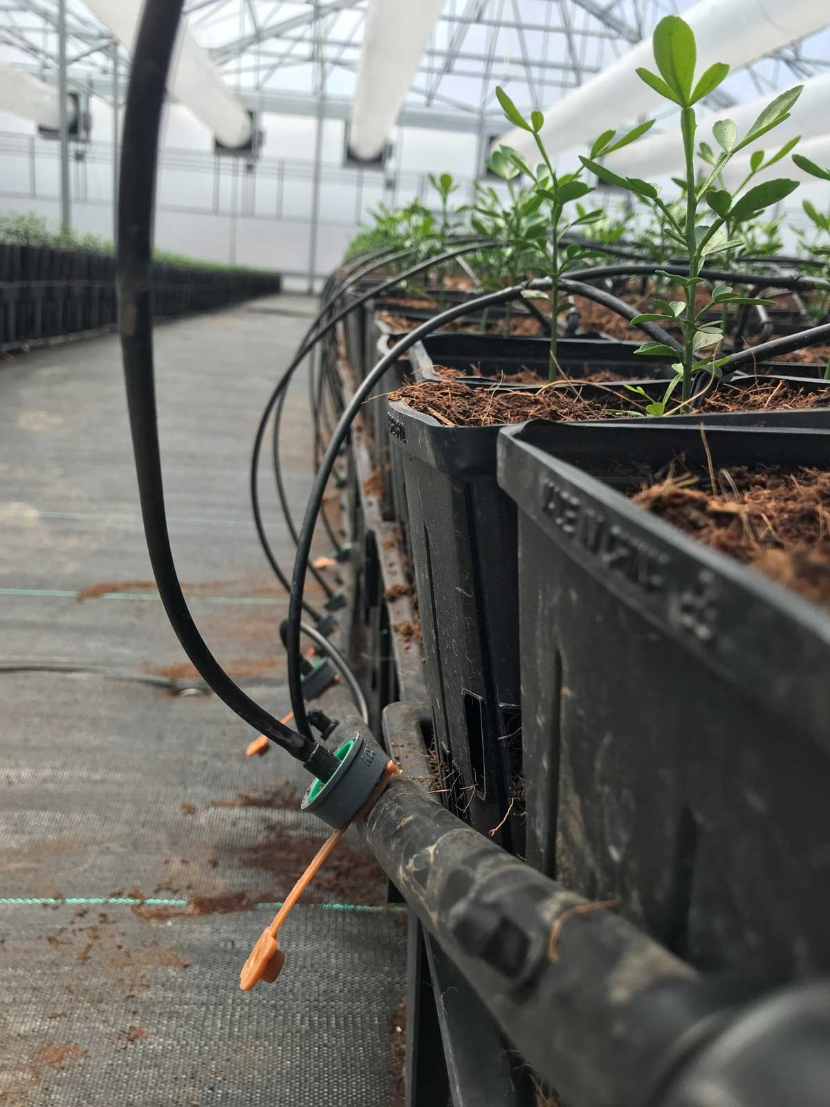 Micro irrigationjpg